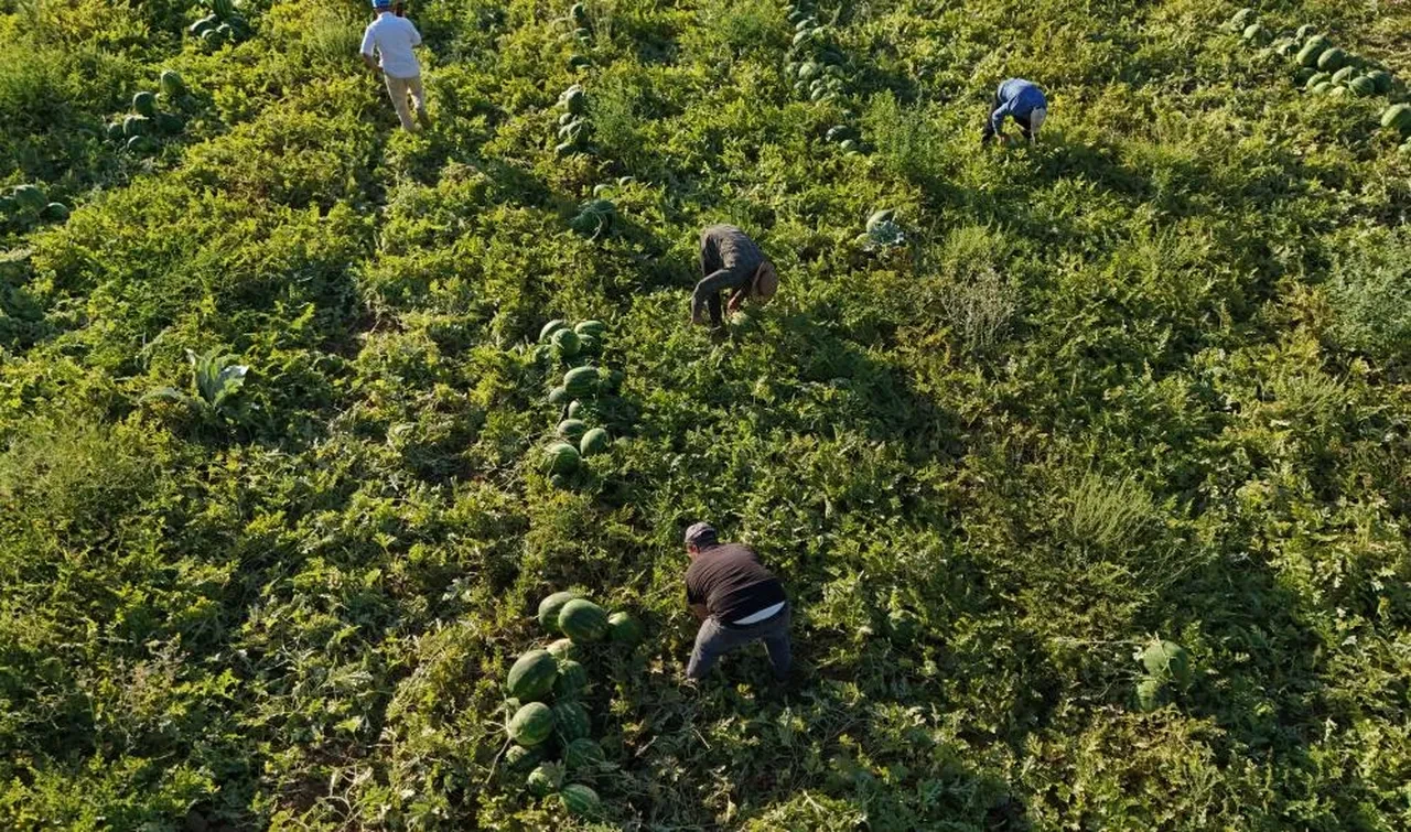 Bu karpuzu almak için gün doğmadan sıraya giriyorlar! Satış fiyatı belli oldu 