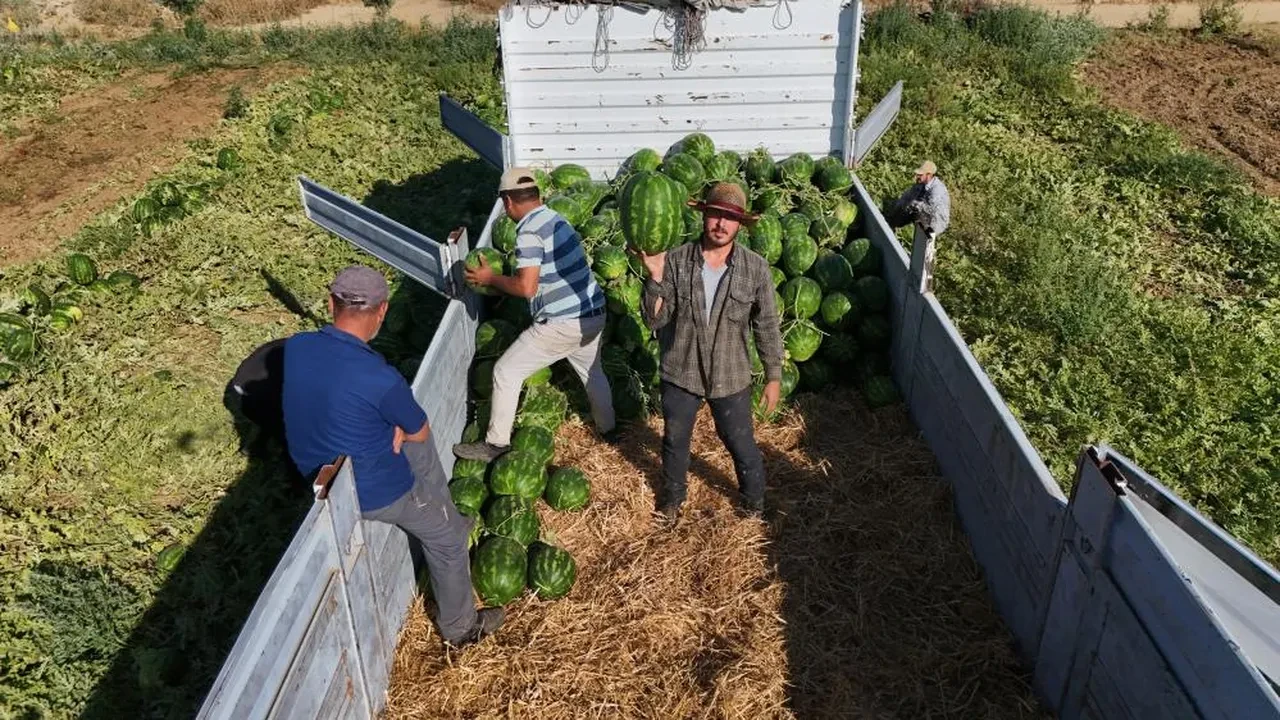 Bu karpuzu almak için gün doğmadan sıraya giriyorlar! Satış fiyatı belli oldu 