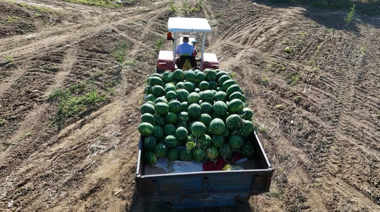 Bu karpuzu almak için gün doğmadan sıraya giriyorlar! Satış fiyatı belli oldu 