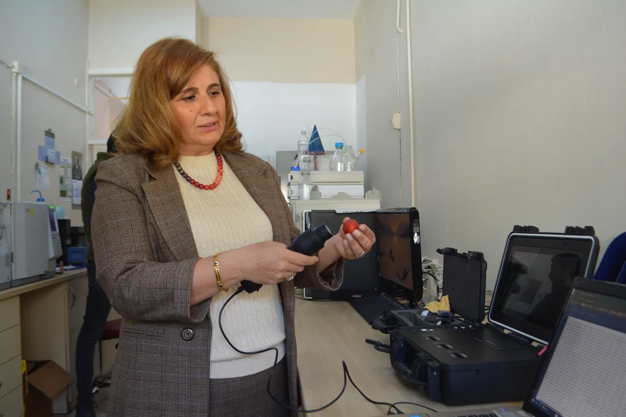 Türk bilim insanları, kuraklığa dayanıklı süper çilek geliştirdi