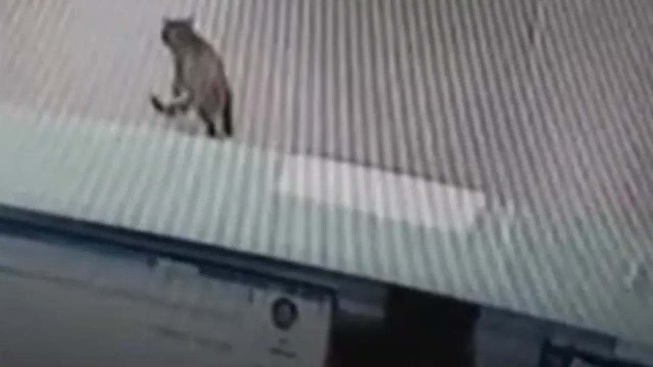 Bankada işlem yaparken kafasına kedi düştü, deprem oldu sandılar