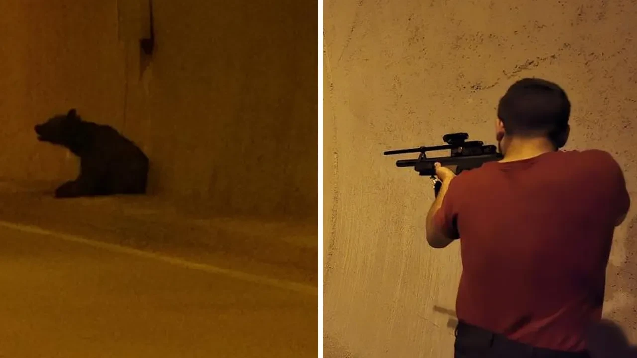 Karabük'te tünelden ayı çıktı! Otomobilin çarpmasıyla alarma geçildi
