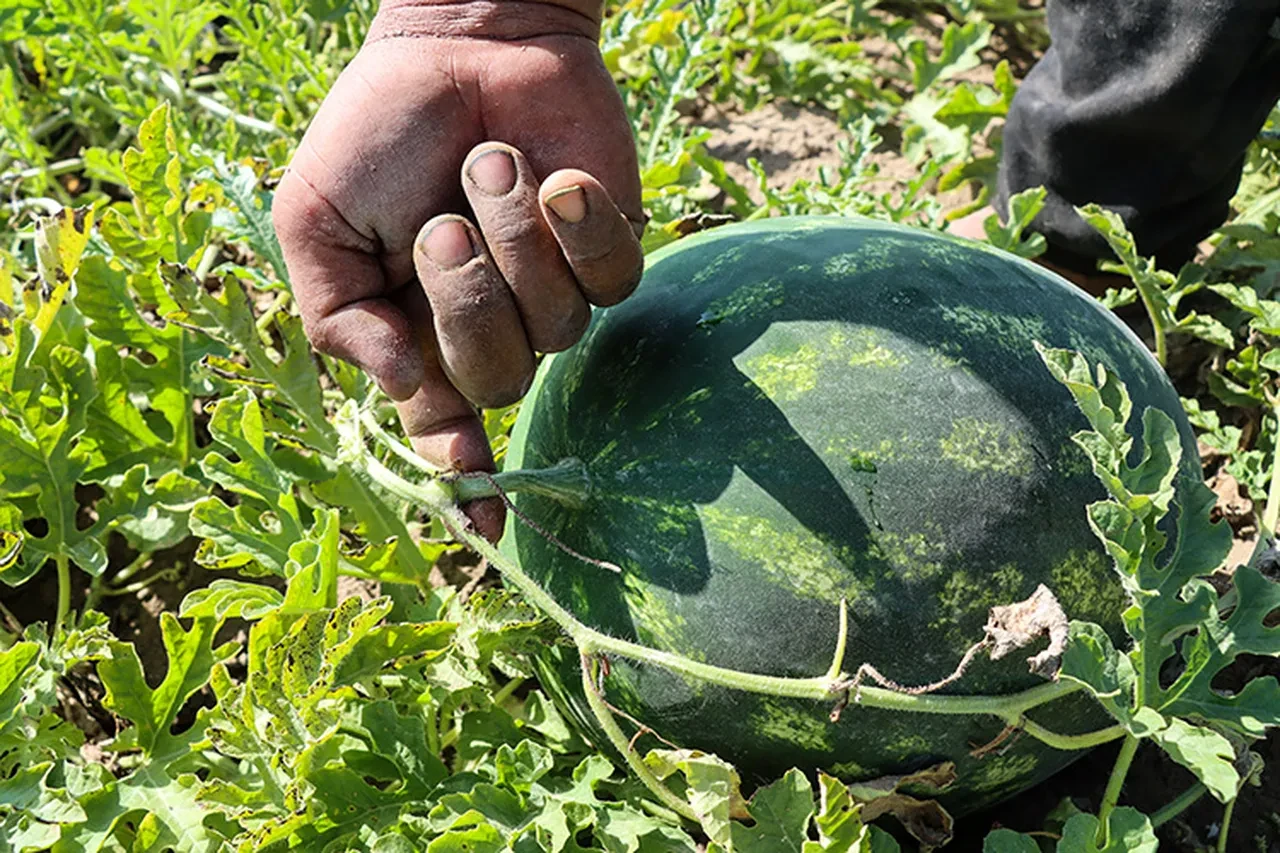 Karpuz seçerken herkesin yaptığı hata ortaya çıktı! Bal gibi tatlı karpuzu anlamanın en kolay yolu buymuş