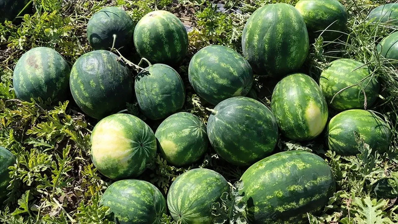 Karpuz seçerken herkesin yaptığı hata ortaya çıktı! Bal gibi tatlı karpuzu anlamanın en kolay yolu buymuş
