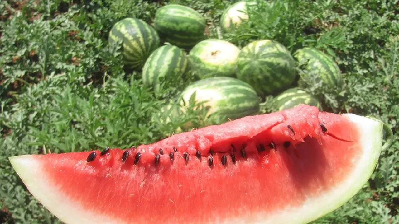 Karpuz seçerken herkesin yaptığı hata ortaya çıktı! Bal gibi tatlı karpuzu anlamanın en kolay yolu buymuş
