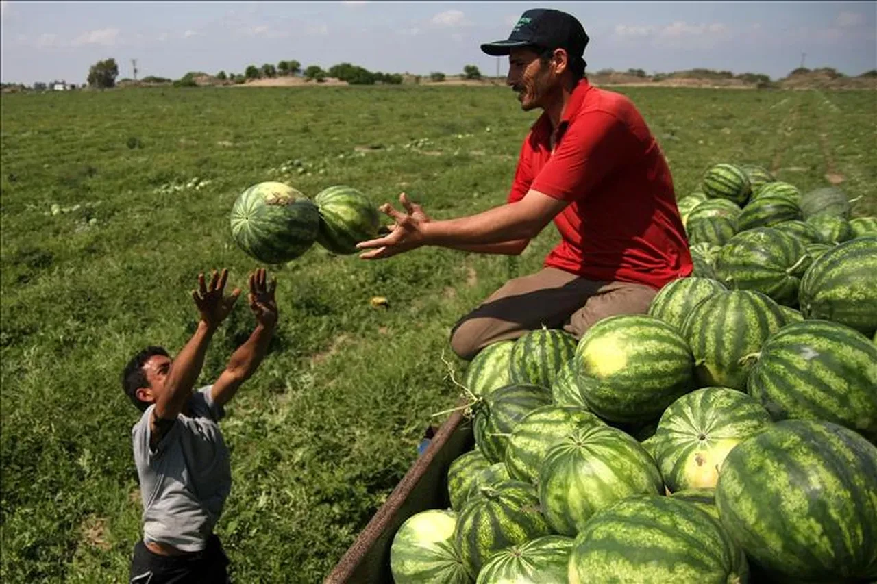 Karpuz seçerken herkesin yaptığı hata ortaya çıktı! Bal gibi tatlı karpuzu anlamanın en kolay yolu buymuş