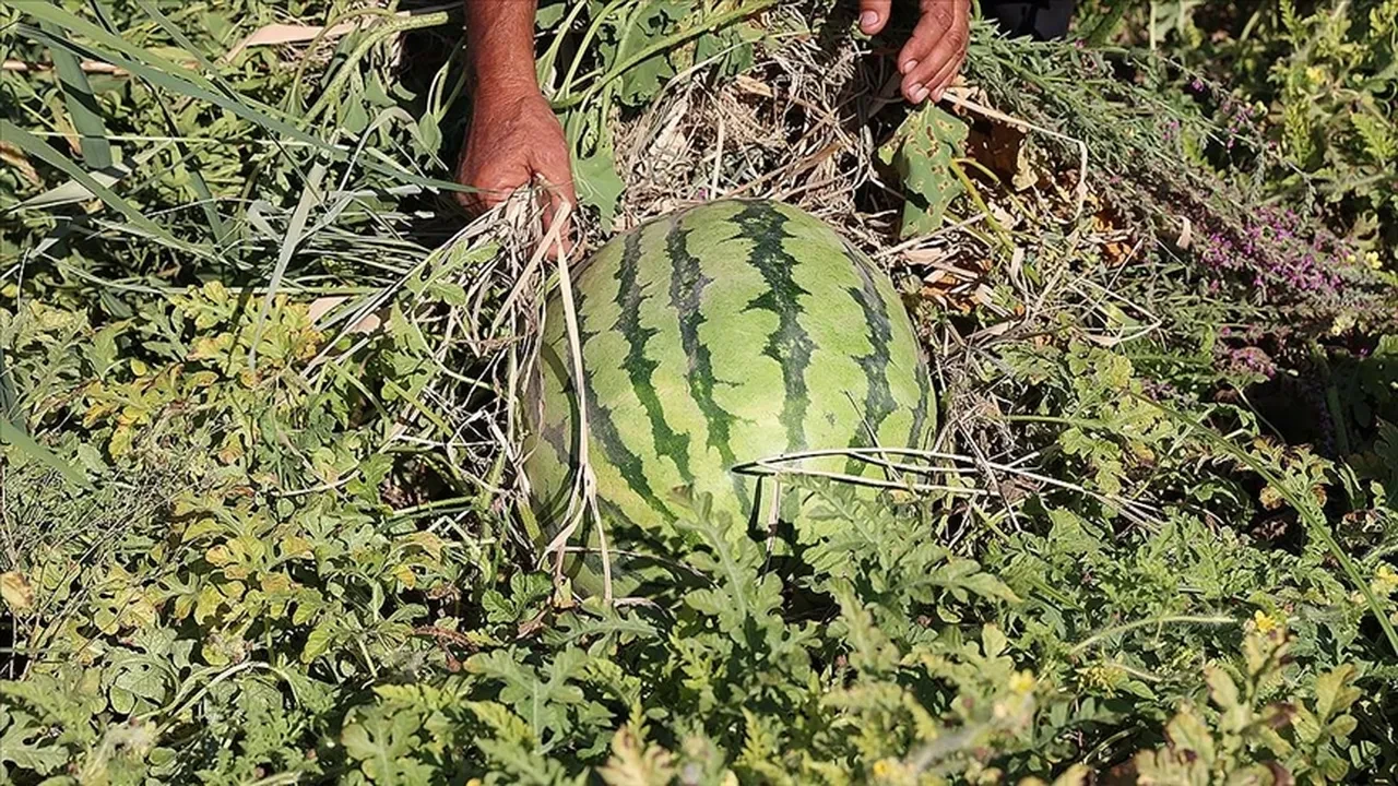 Karpuz seçerken herkesin yaptığı hata ortaya çıktı! Bal gibi tatlı karpuzu anlamanın en kolay yolu buymuş