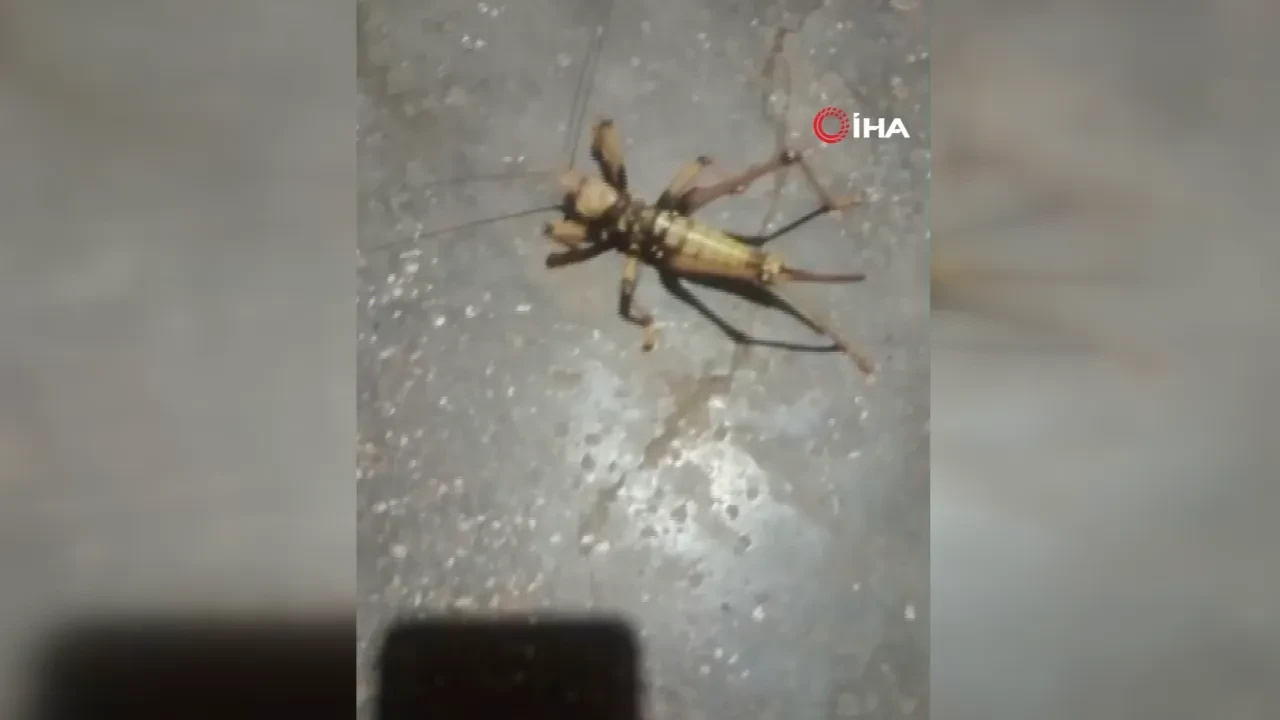 Elazığ'da görenleri şaşırtan dev etçil çekirge kameraya yansıdı