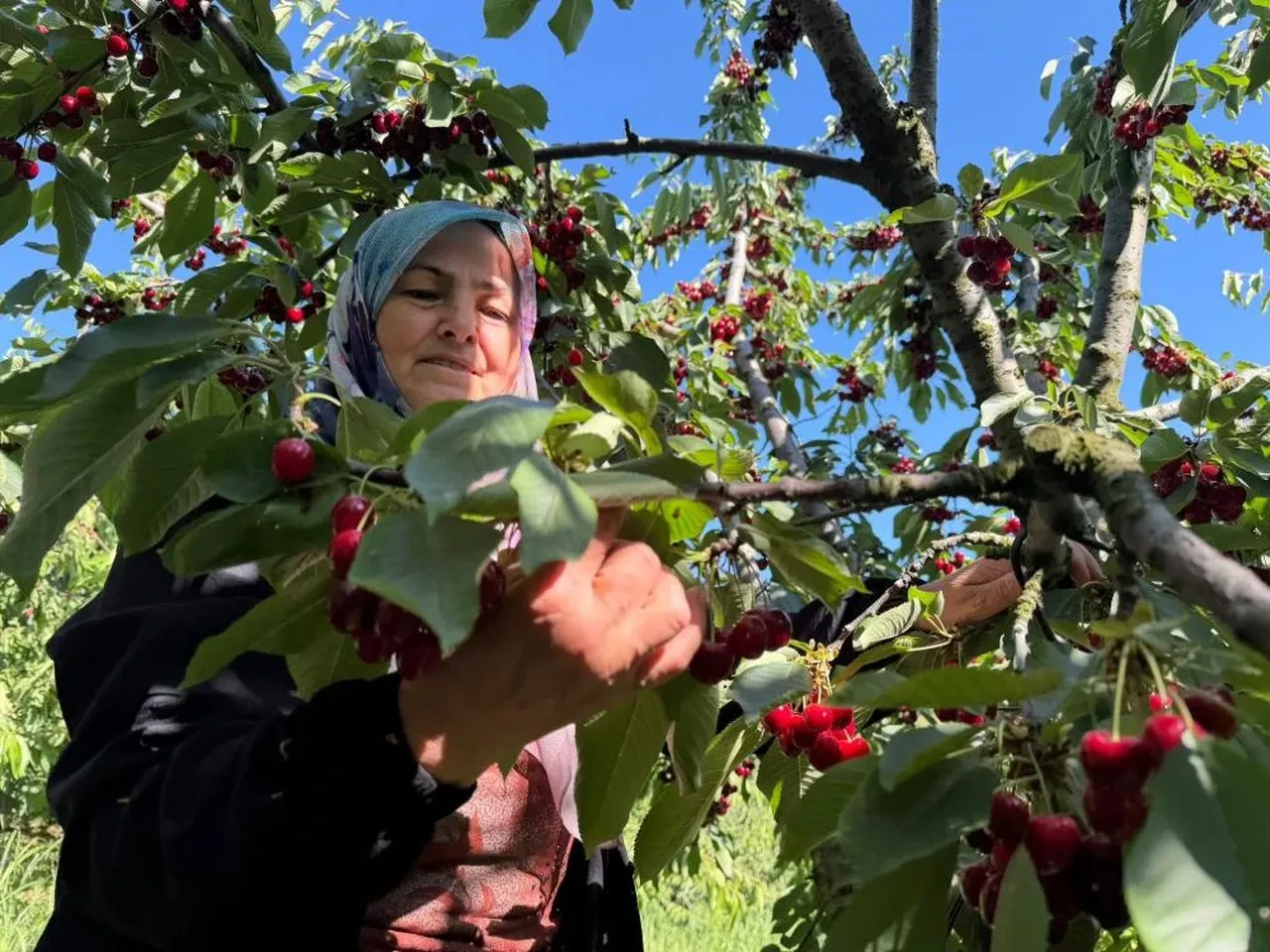 Kırmızı altın hasadı başladı! Herkes uzakta arıyor ama İstanbul'un dibinde