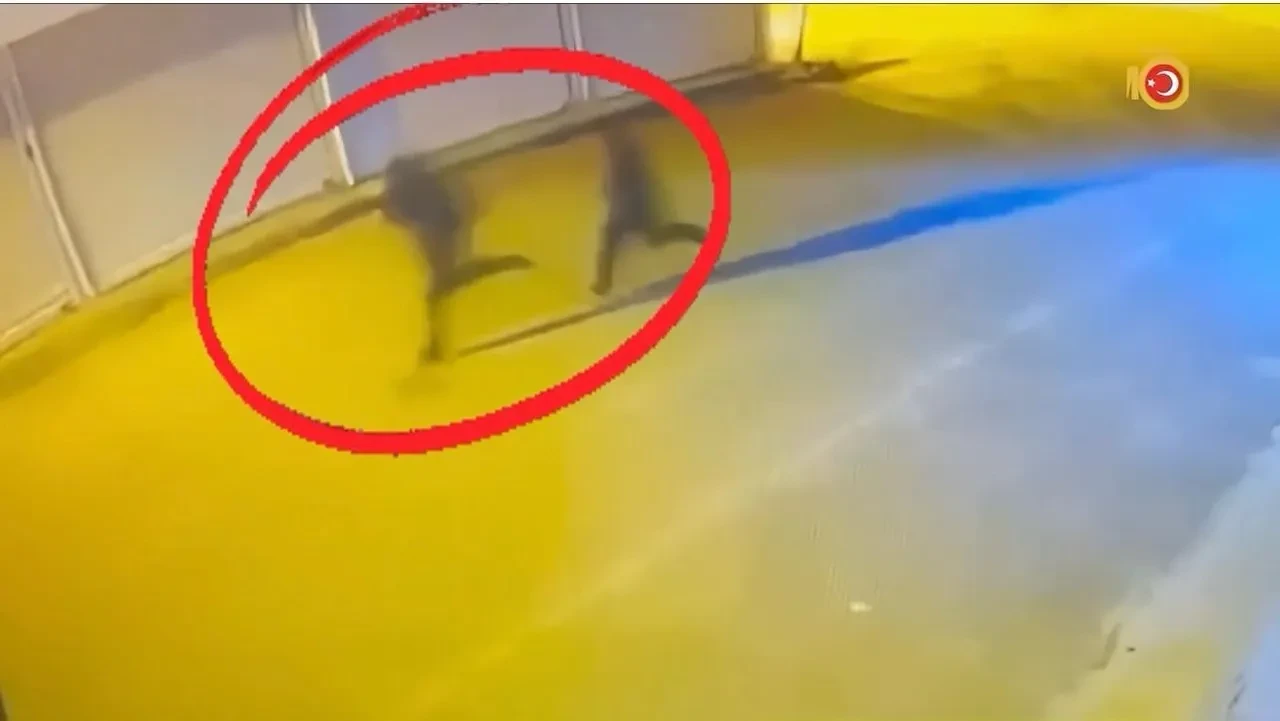 Diyarbakır’da silahlı suç örgütü şebekesi çökertildi! Çok sayıda gözaltı var 