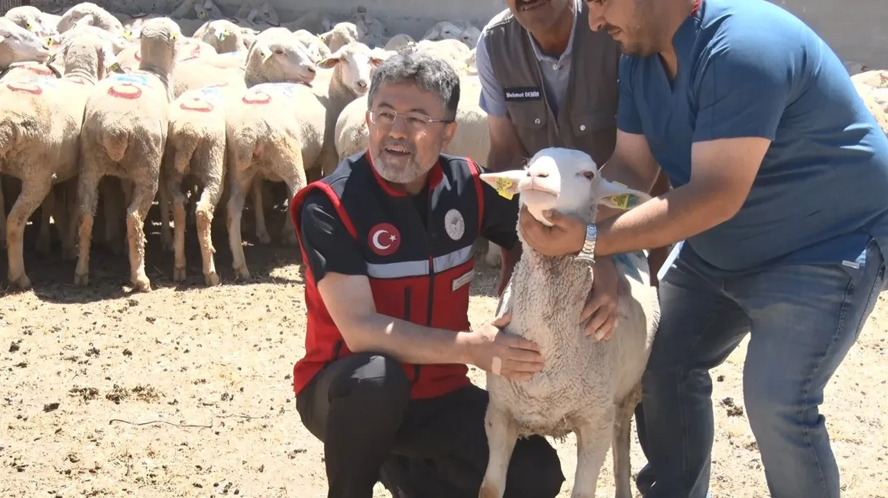 Küçükbaş hayvancılıkta dev destek: 1600 üreticiye 160 bin hayvan