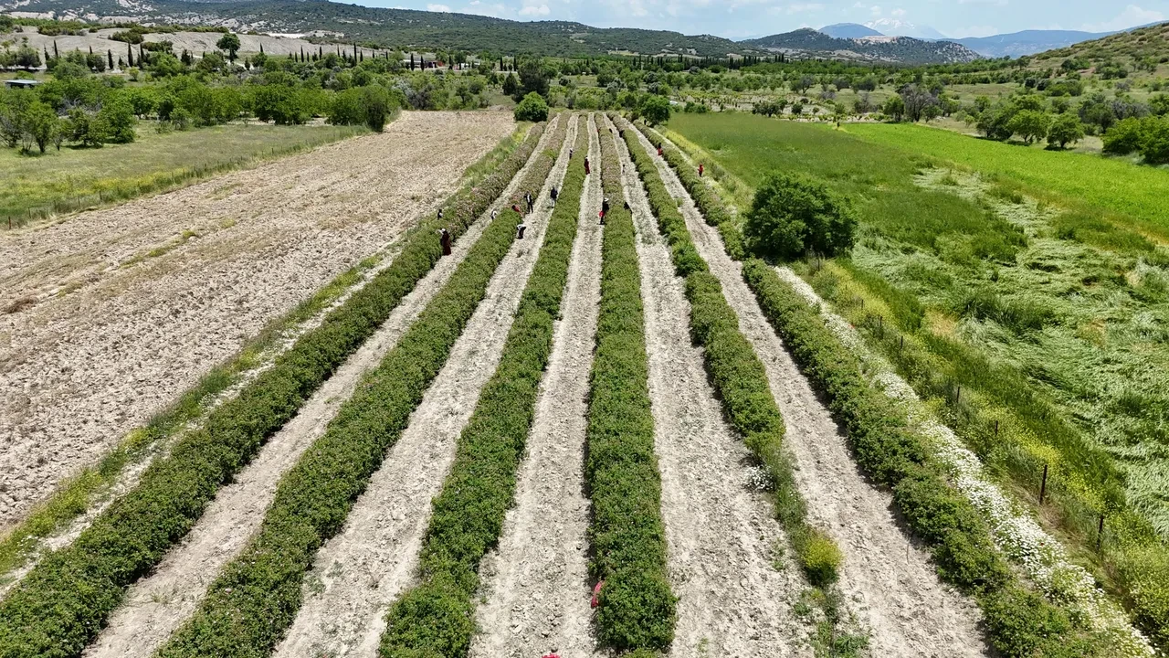 Kilosu 12 bin euro! Hasat başladı rekolte beklentisi 13 bin ton