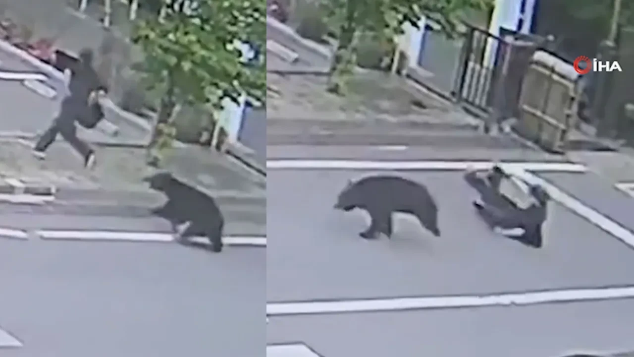 Şehri birbirine katan ayı saldırısının görüntüleri ortaya çıktı