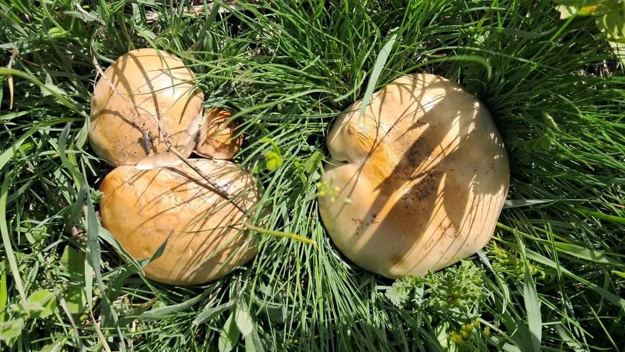 Yağışı gören dağa koştu! Maliyeti sıfır, kilosu 300 lira