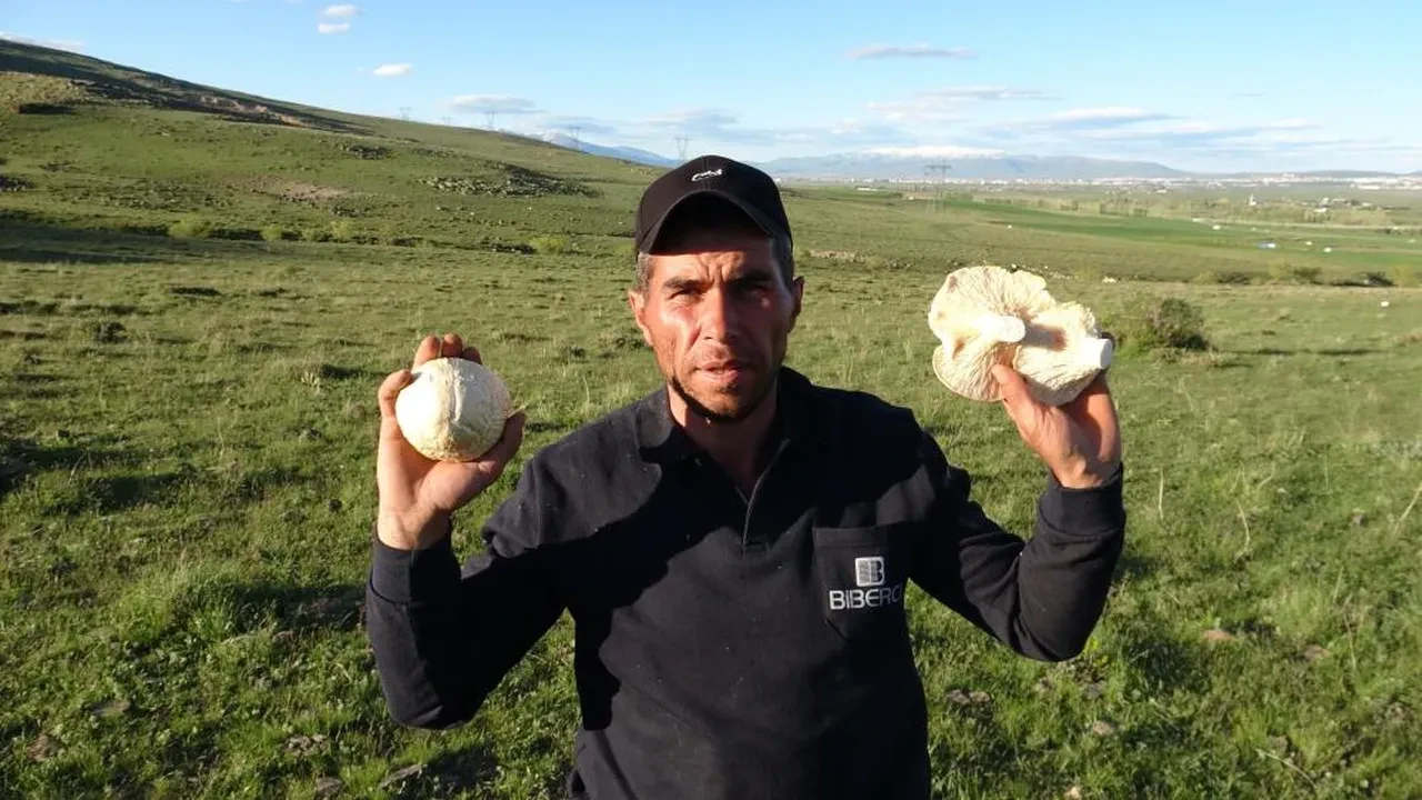 Yağışı gören dağa koştu! Maliyeti sıfır, kilosu 300 lira
