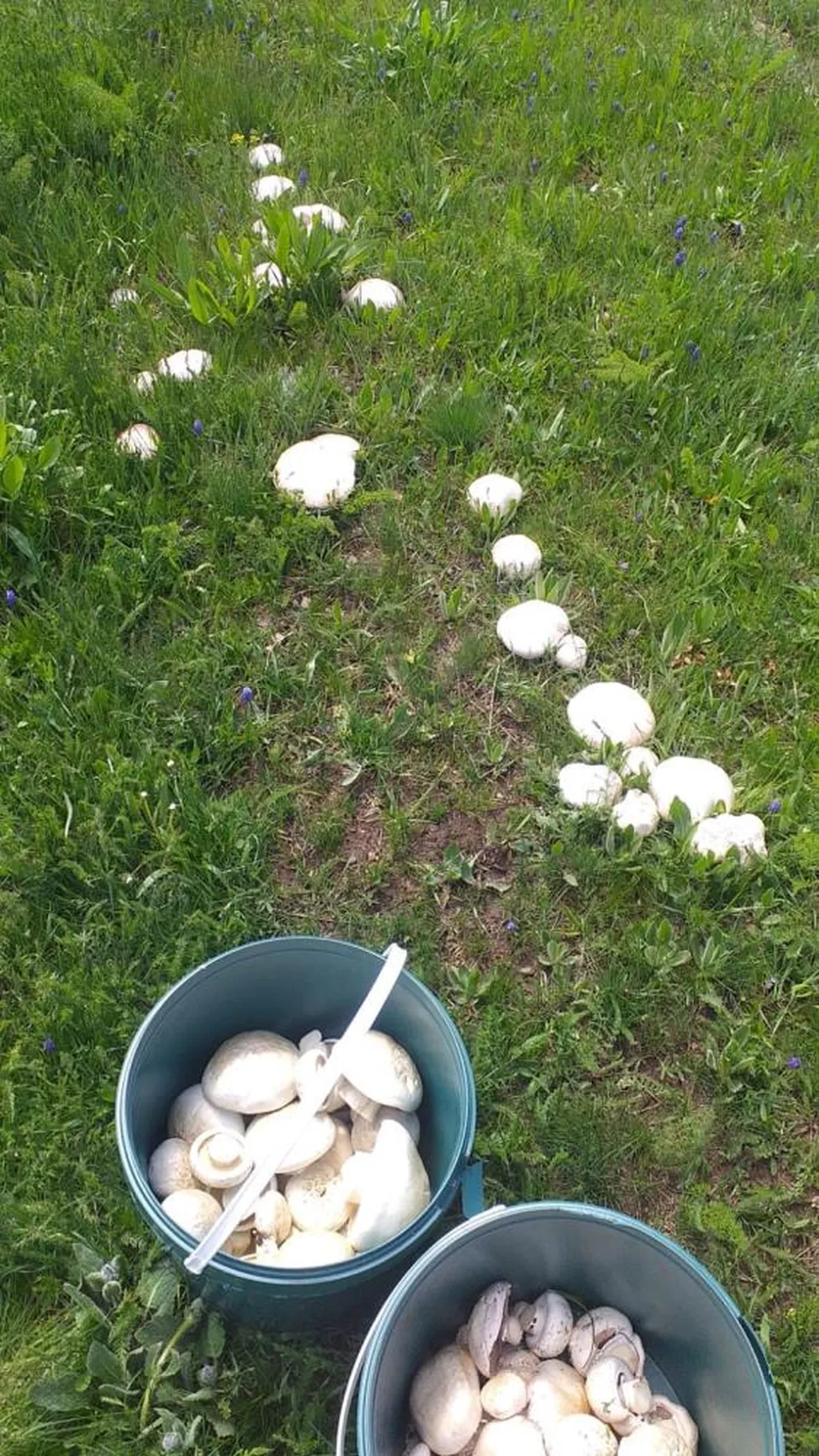 Yağışı gören dağa koştu! Maliyeti sıfır, kilosu 300 lira