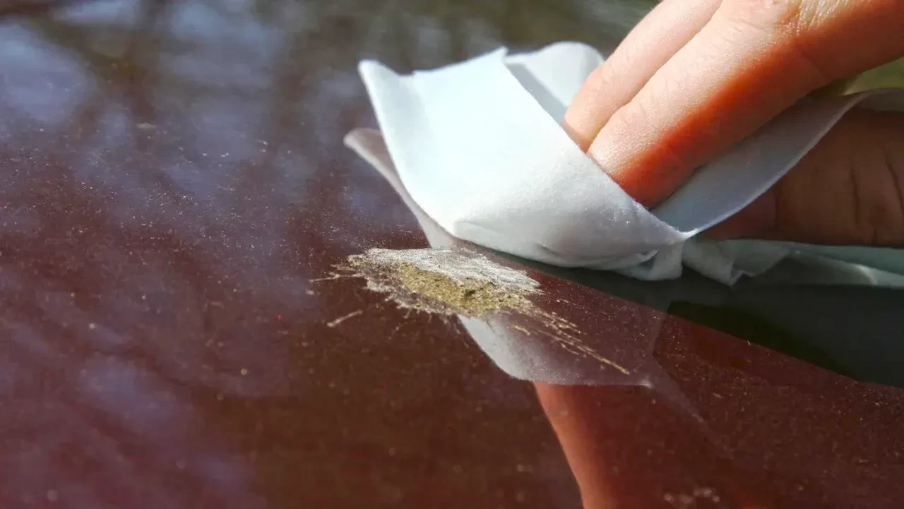Aracınızdaki kuş pisliğini sakın hemen silmeyin! İşte boyaya zarar vermeden temizlemenin sırrı