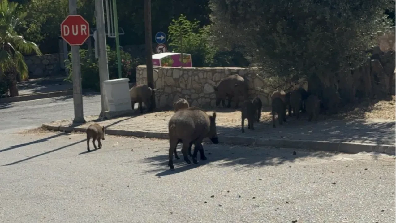 Bodrum'da domuz sürüsü gündüze vakti mahalleye indi!