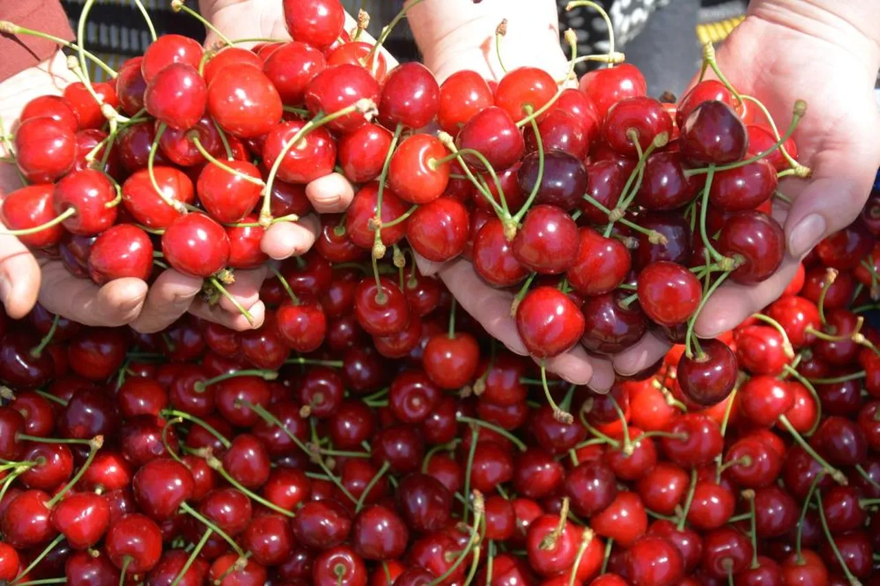 Dünyaca ünlü kirazda hasat başladı! Fiyatlar belli oldu