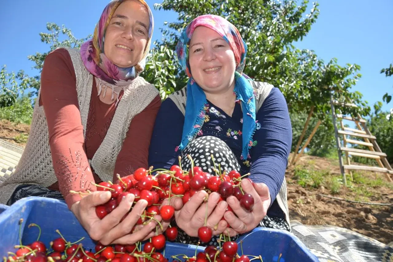 Dünyaca ünlü kirazda hasat başladı! Fiyatlar belli oldu