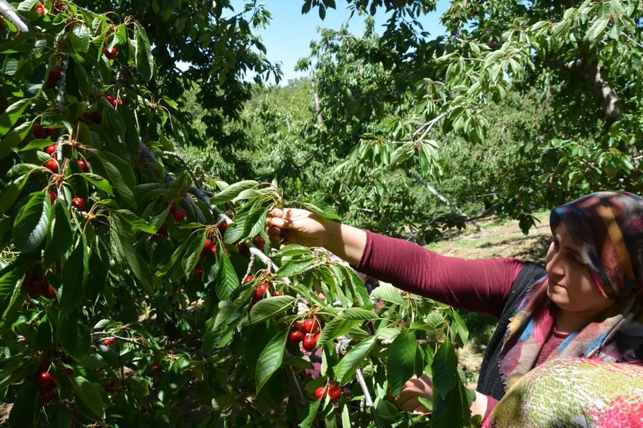 Dünyaca ünlü kirazda hasat başladı! Fiyatlar belli oldu