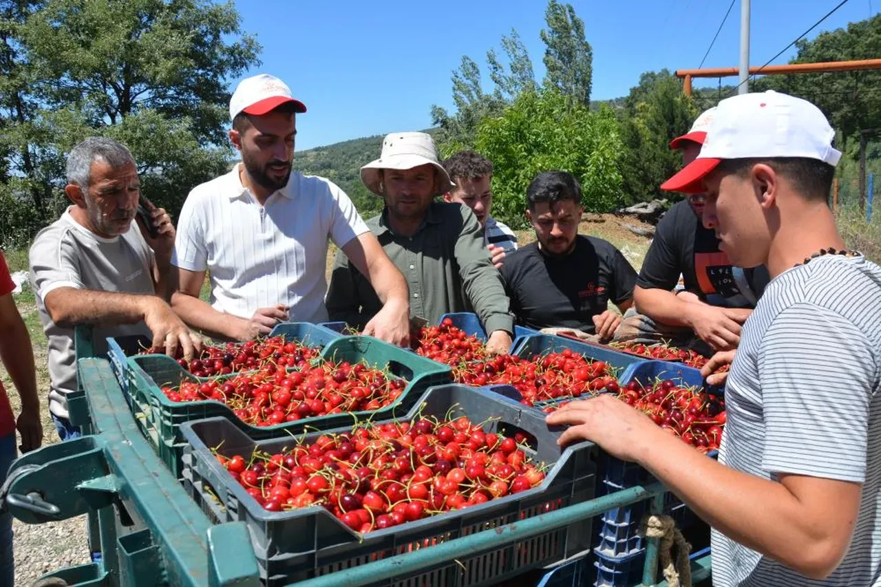 Dünyaca ünlü kirazda hasat başladı! Fiyatlar belli oldu