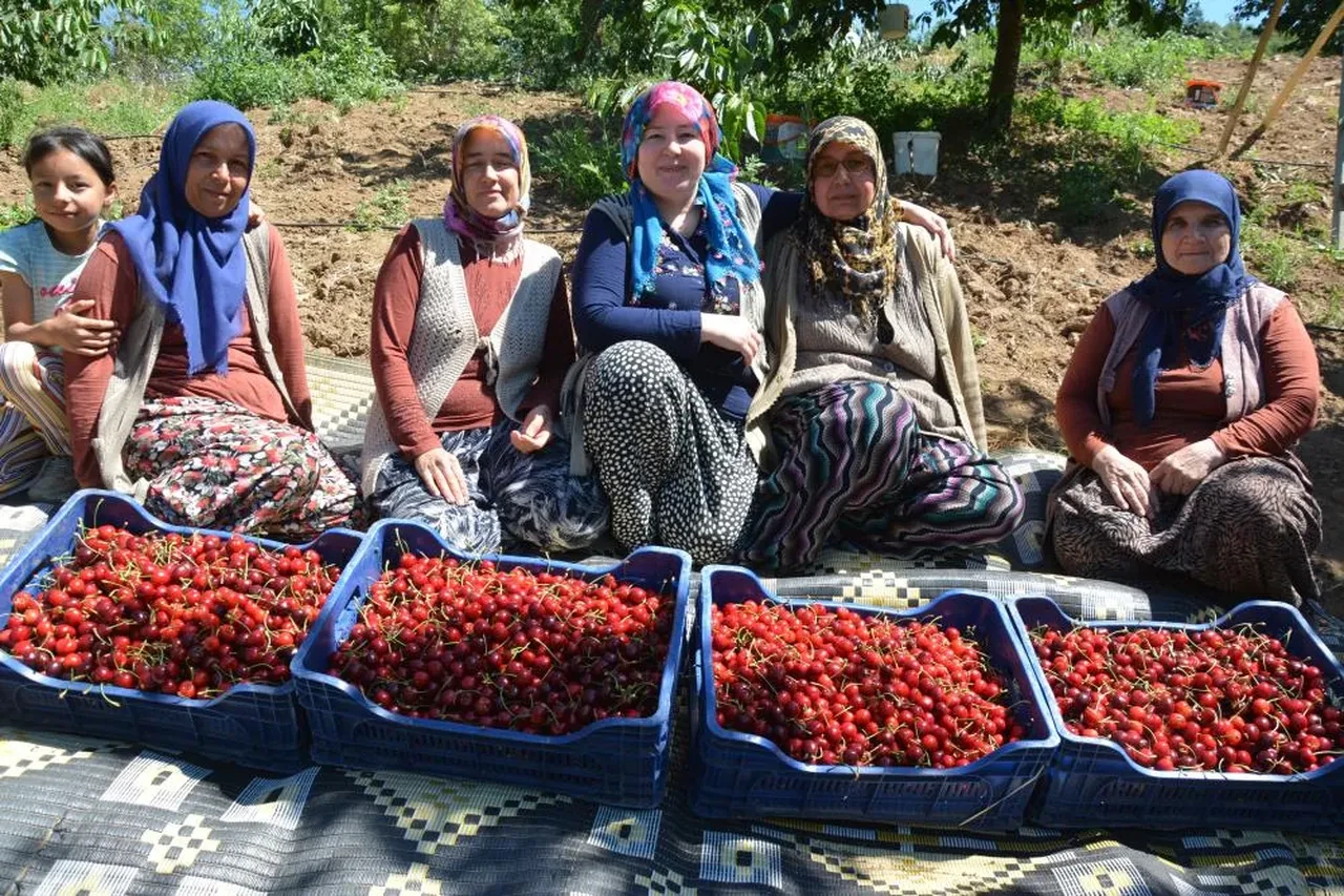 Dünyaca ünlü kirazda hasat başladı! Fiyatlar belli oldu