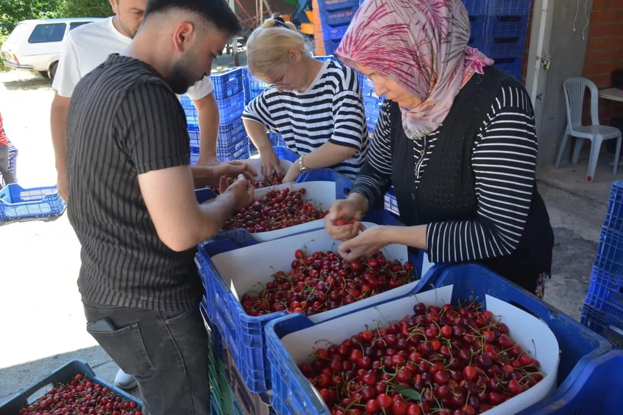 Dünyaca ünlü kirazda hasat başladı! Fiyatlar belli oldu