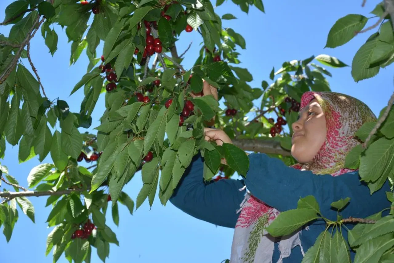 Dünyaca ünlü kirazda hasat başladı! Fiyatlar belli oldu