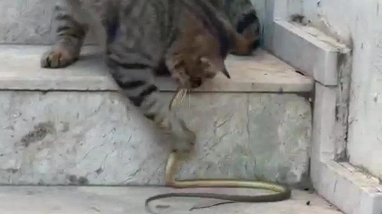 Cesur kedinin yılanla dansı: O anlar kamerada!