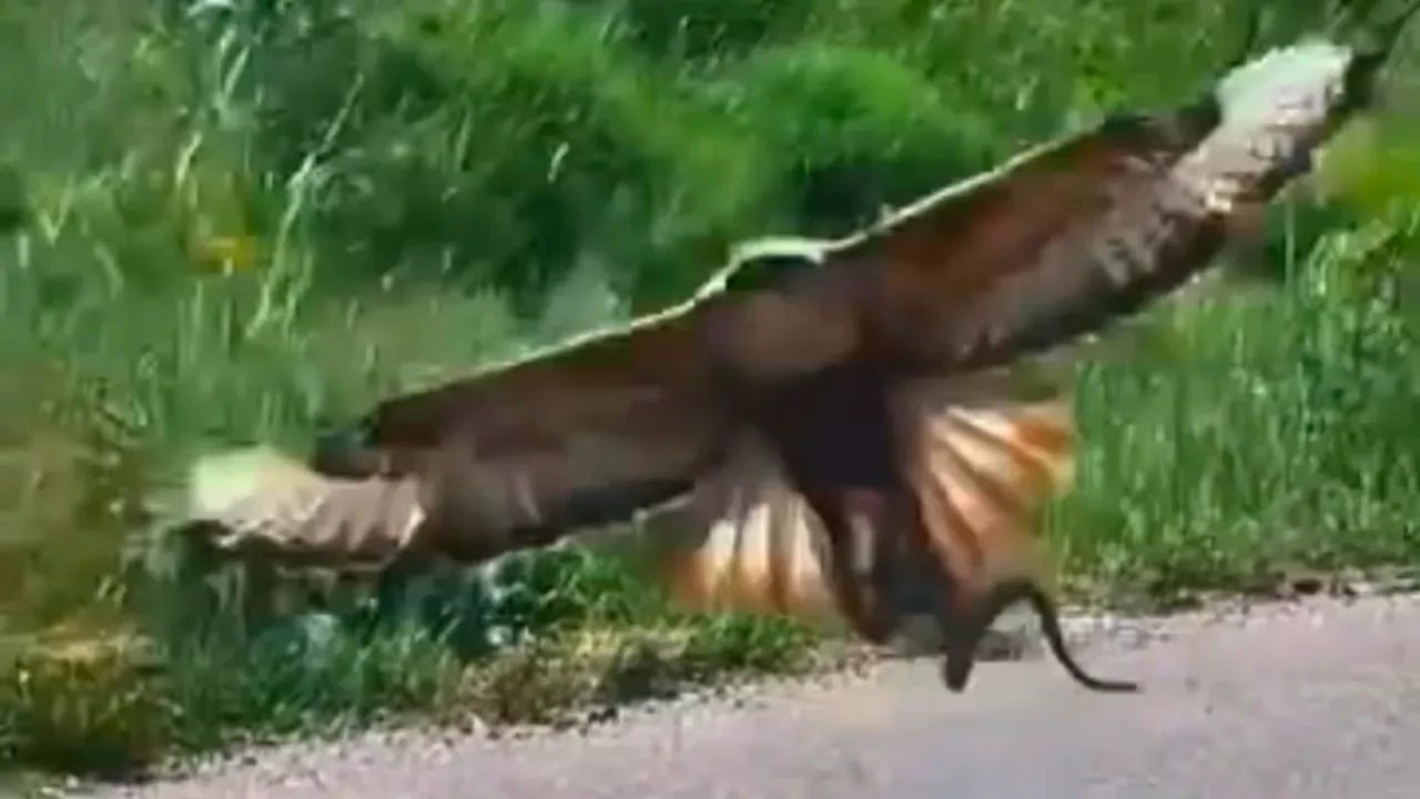 Kartal ile yılanın nefes kesen savaşı kamerada!