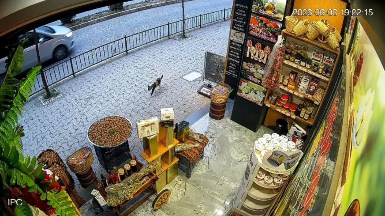 Fotoğraf