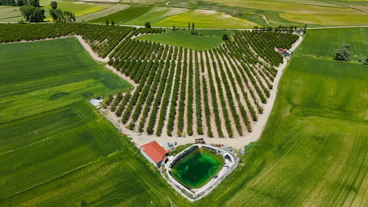 Zirai donun ardından bereketlendi! Japonya’ya 200 ton gönderecekler