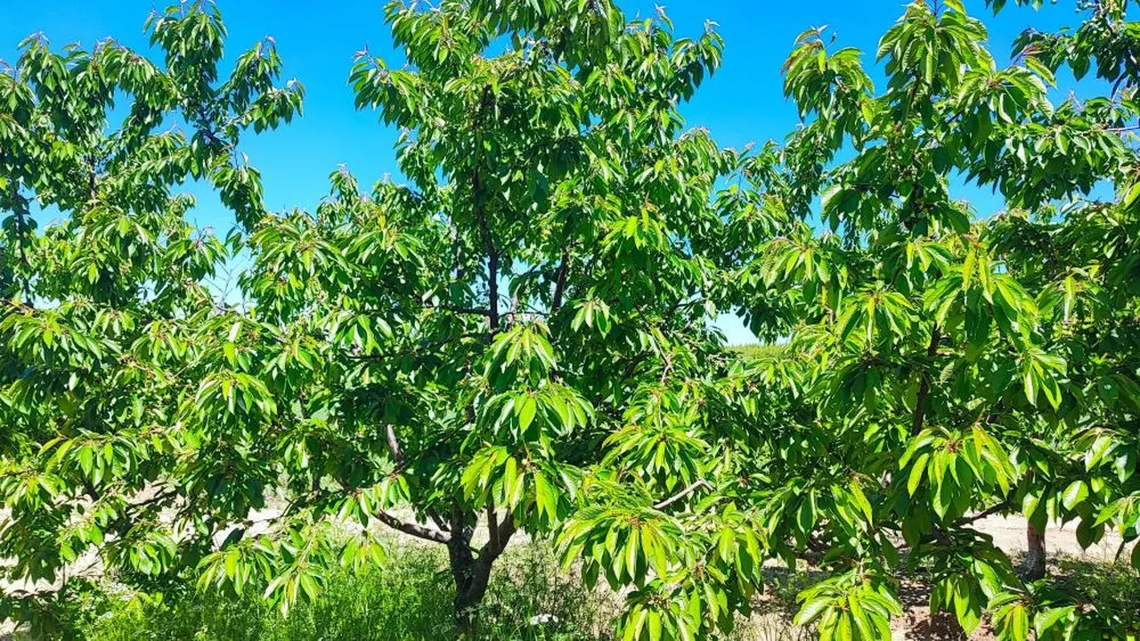 Zirai donun ardından bereketlendi! Japonya’ya 200 ton gönderecekler