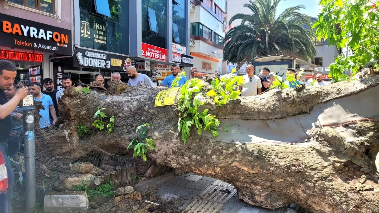Bursa’da asırlık çınarın devrilme anı kamerada