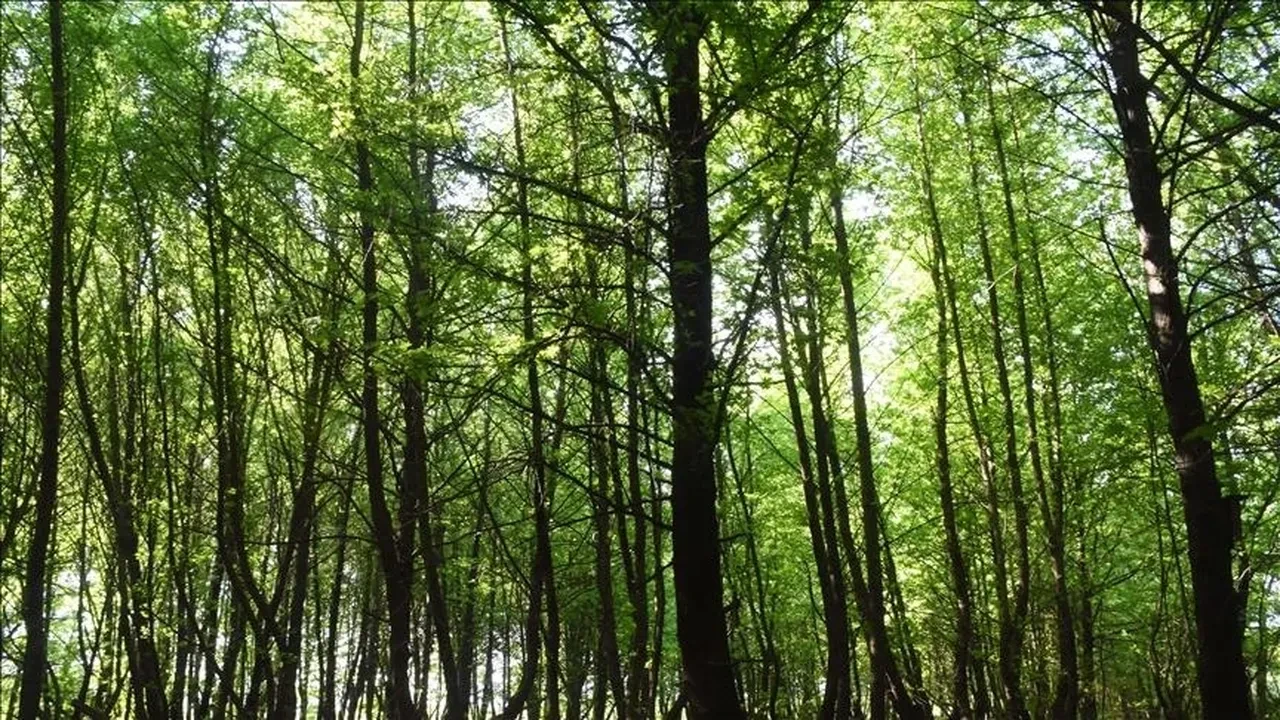 İstanbul'da ormanlara gidecekler dikkat! 15 Ekim'e kadar yasak