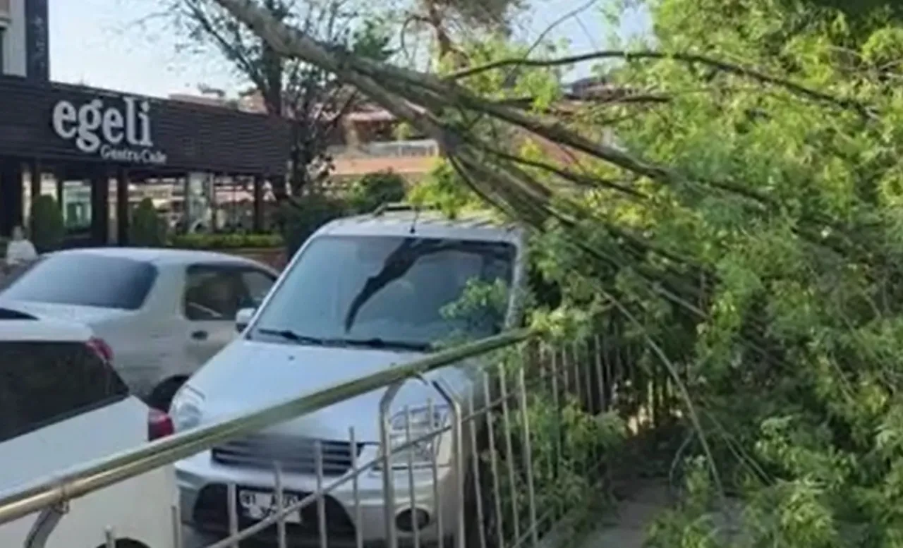 Talihsizlikler üst üste geldi: Aracının üzerine ağaç devrildi, trafik cezası yedi