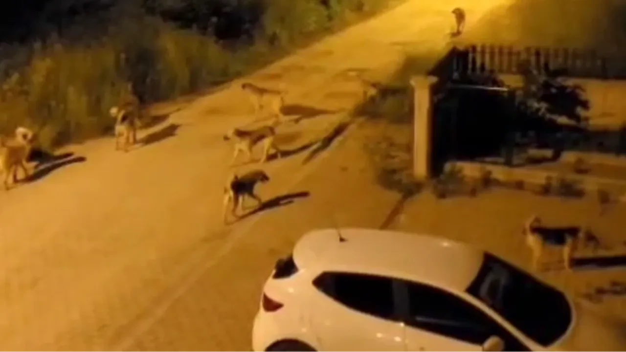 Bolu’da başıboş köpek alarmı: Mahalle sakinleri sokağa çıkmaya korkuyor