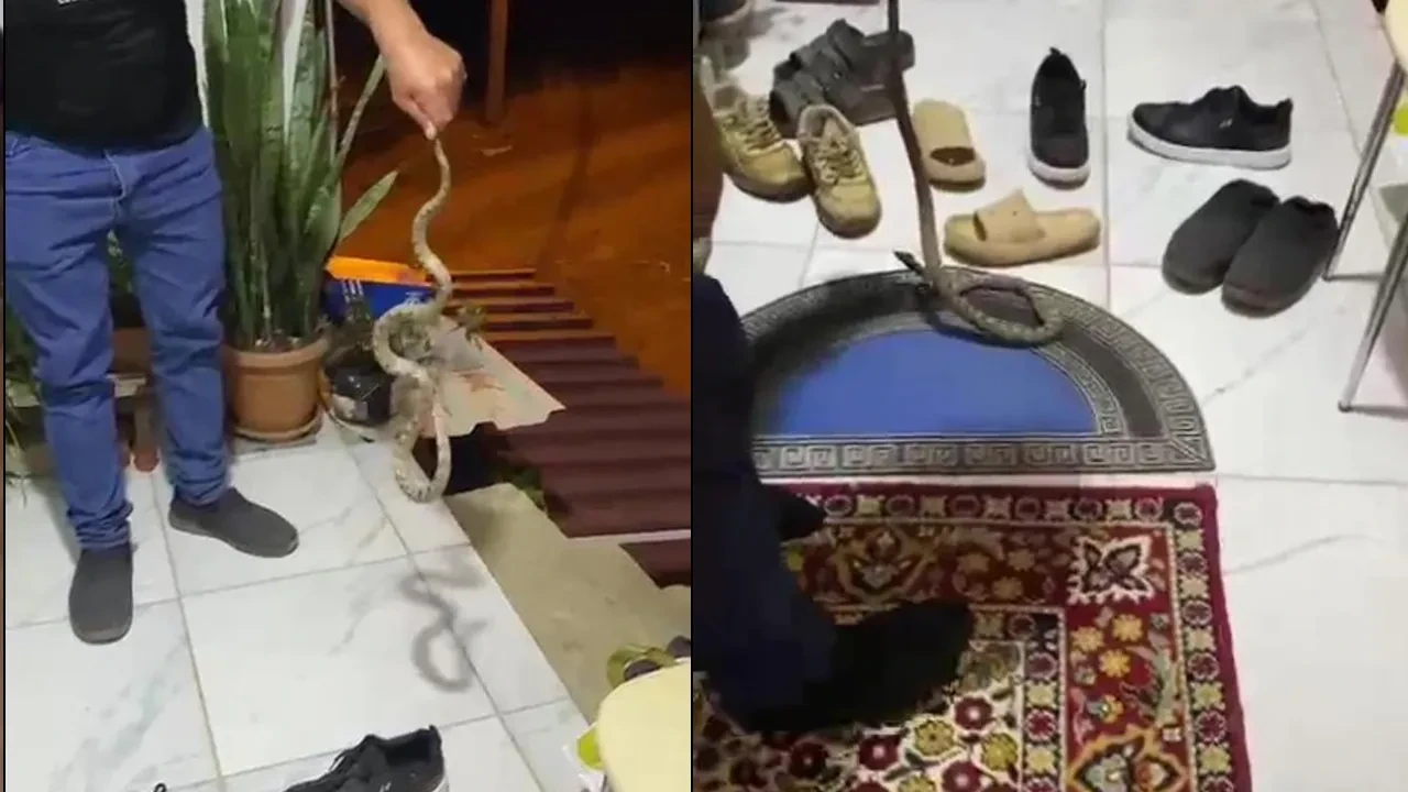 Evine girerken koca yılanı son anda fark etti! 