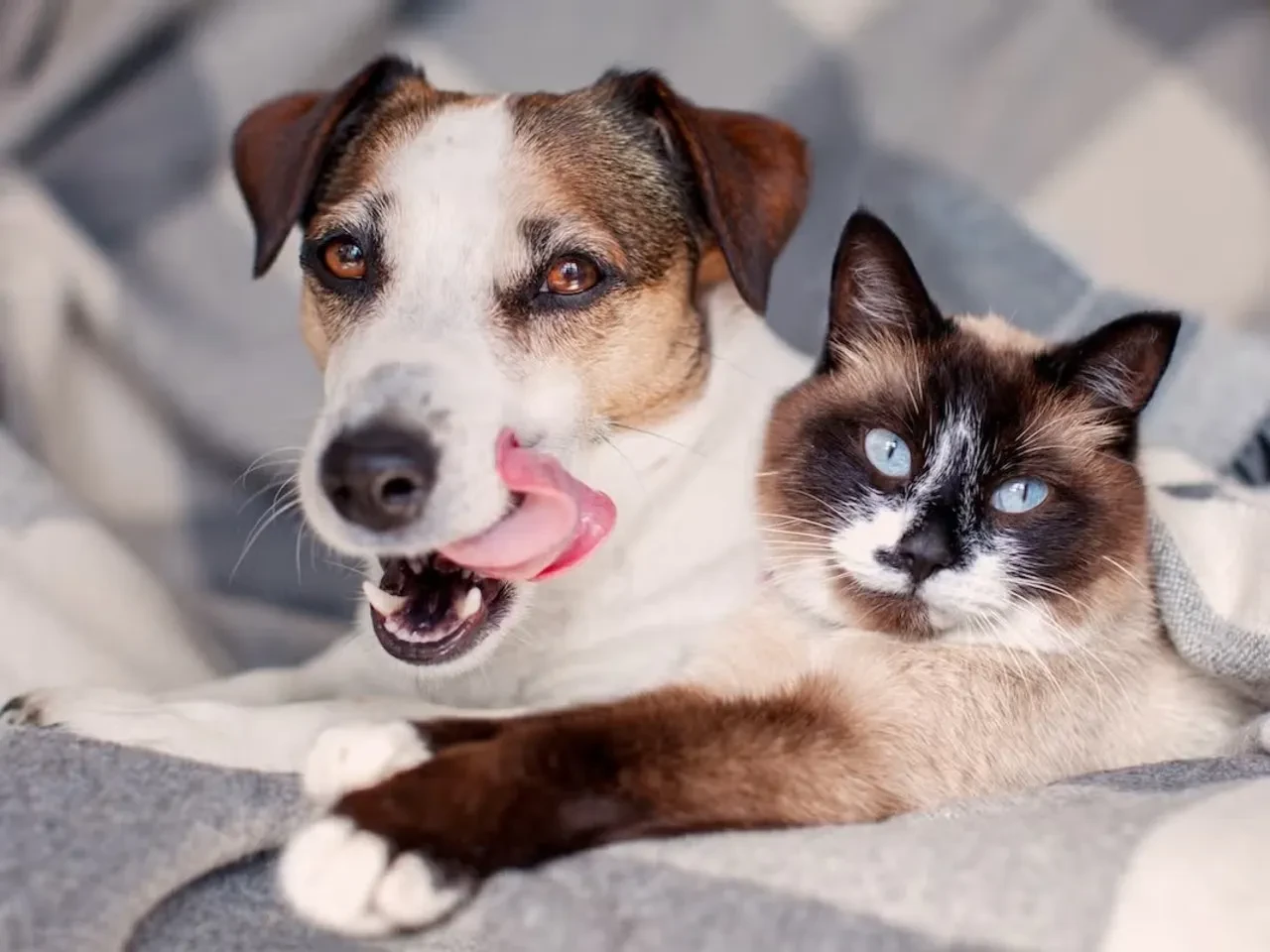 Kedi sahiplerini üzecek haber! Bilim insanları en mutlu eden evcil hayvanı seçti