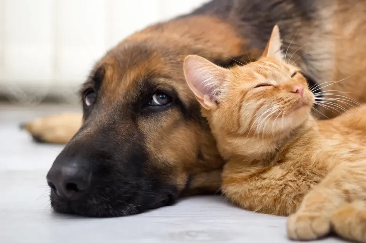 Kedi sahiplerini üzecek haber! Bilim insanları en mutlu eden evcil hayvanı seçti