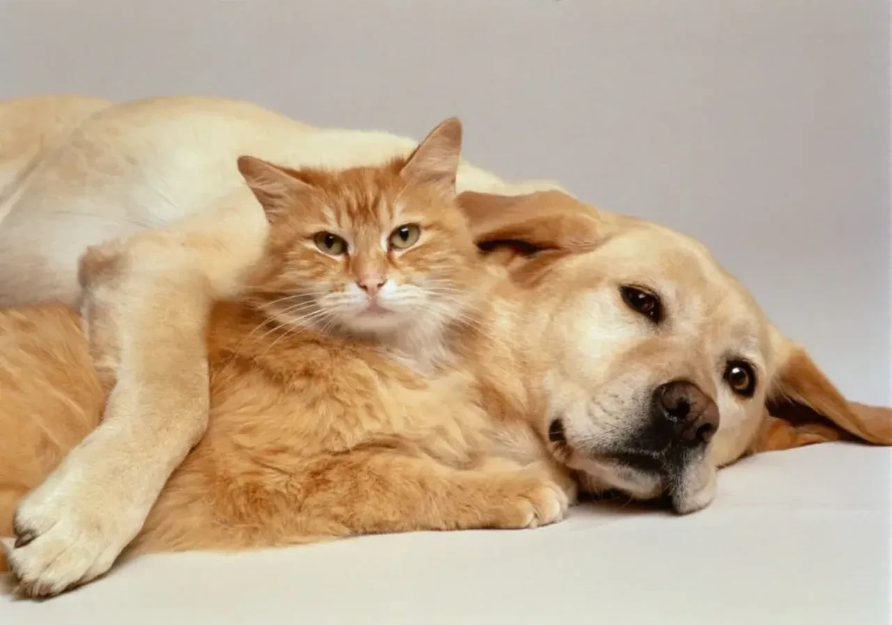 Kedi sahiplerini üzecek haber! Bilim insanları en mutlu eden evcil hayvanı seçti