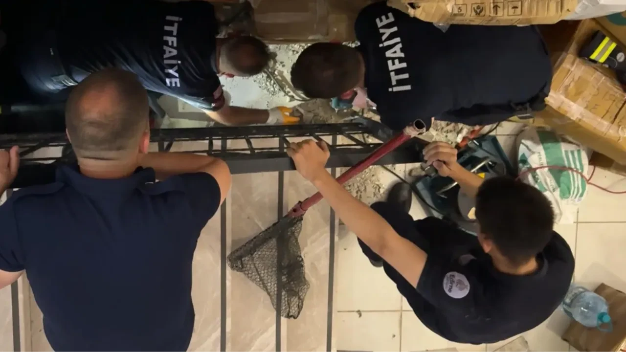 Kütüphanede mahsur kalan hamile kedi için seferberlik: Kurtarma anları saniye saniye kamerada!