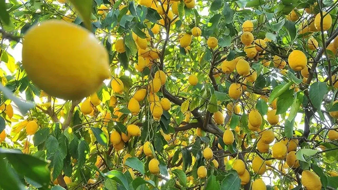 Türkiye'nin limon ihracatı ilk 4 ayda 195 milyon dolara ulaştı