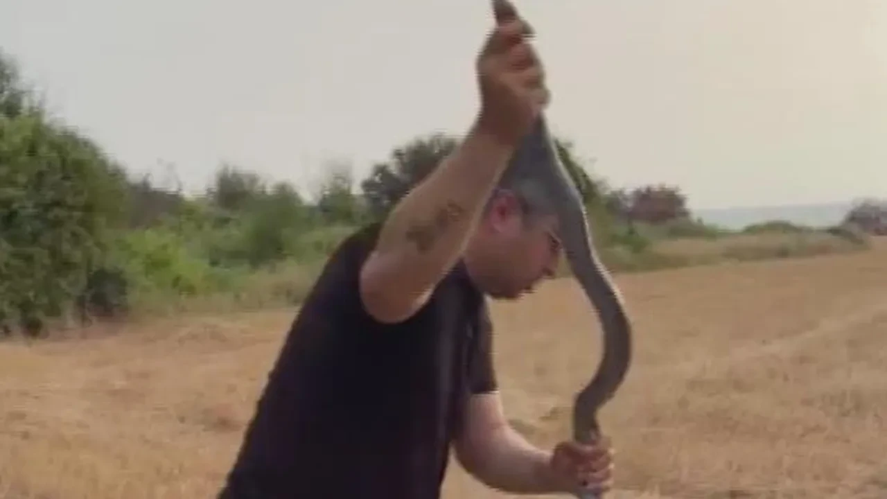 Dev kara yılanı elinden ısırdı, sitemi yüzleri güldürdü: 