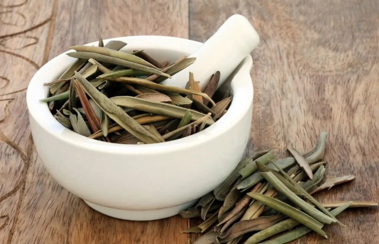 zeytin yaprağı kürü