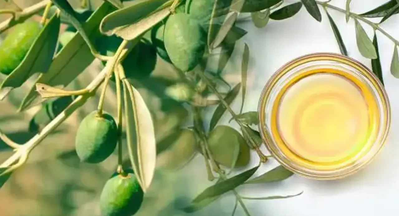 zeytin yaprağı ile zayıflama