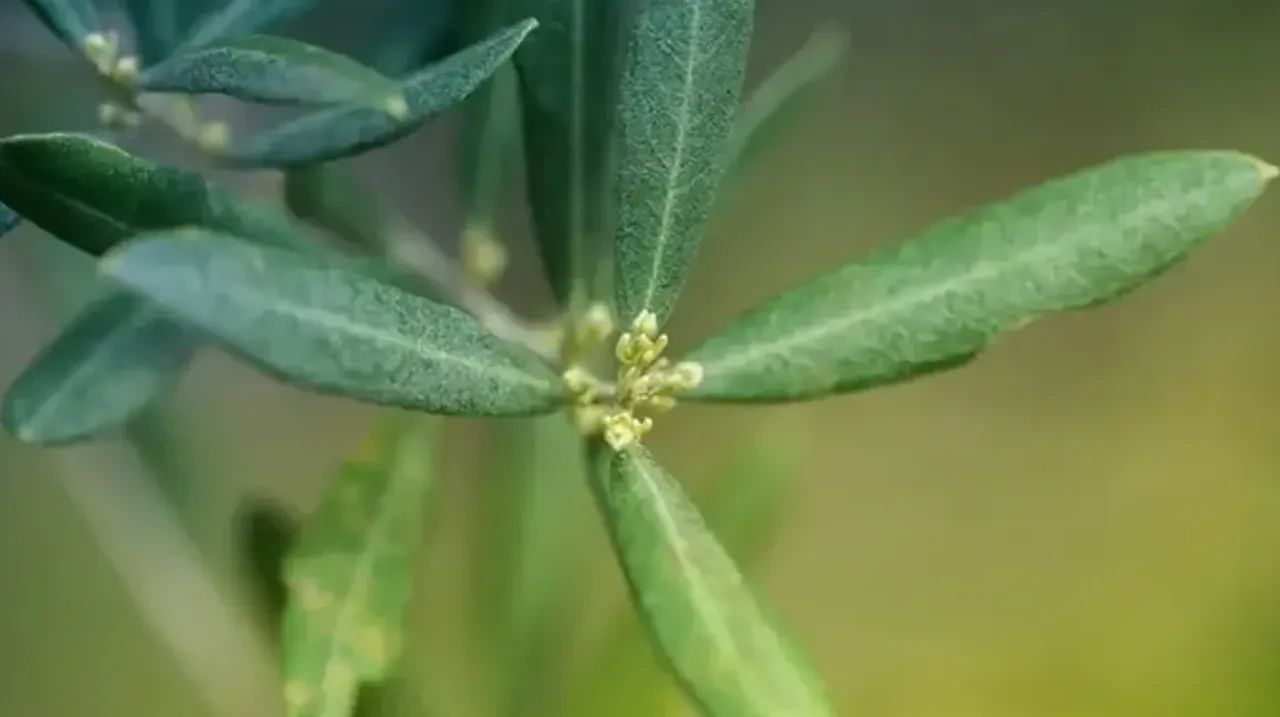 zeytin yaprağının faydaları
