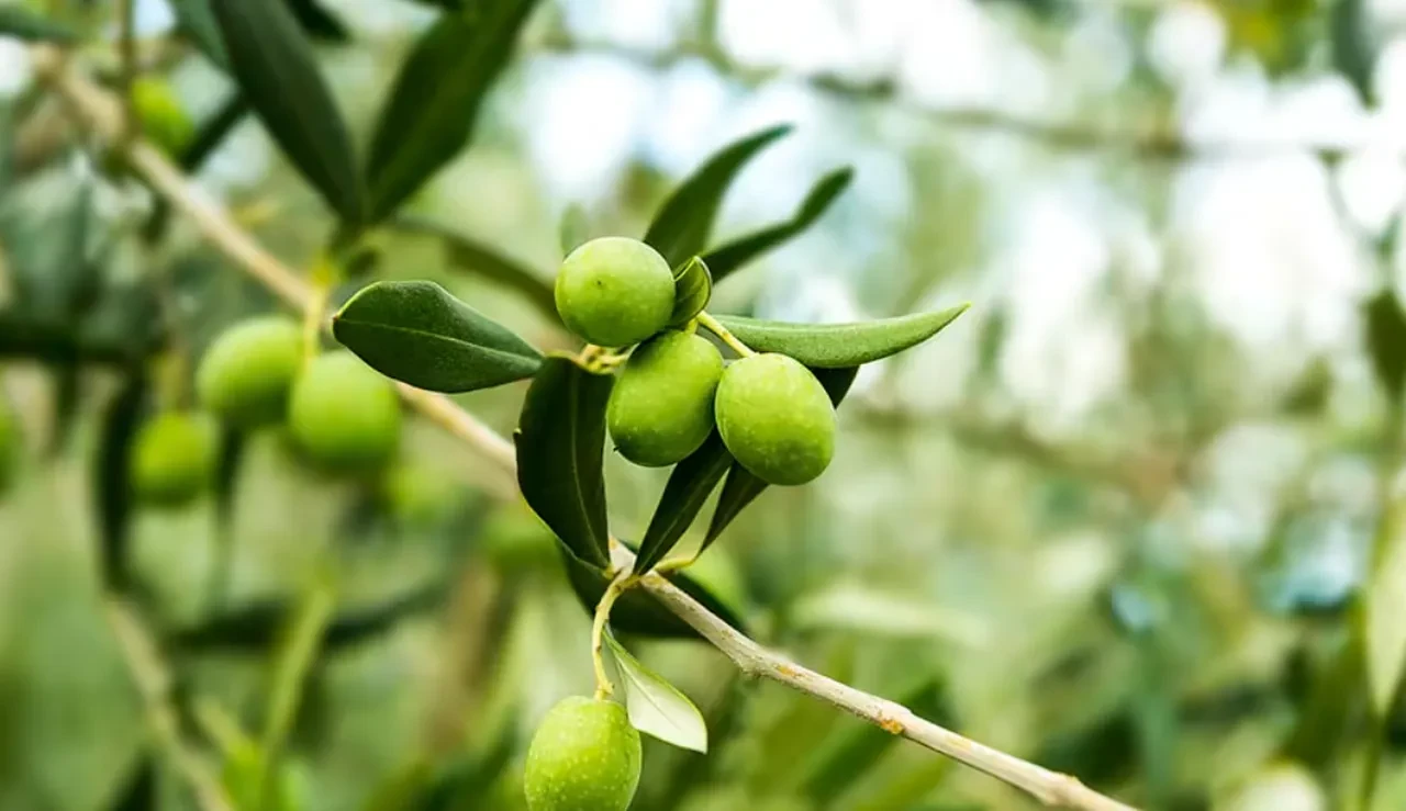 zeytin yaprağı diyeti nasıl yapılır