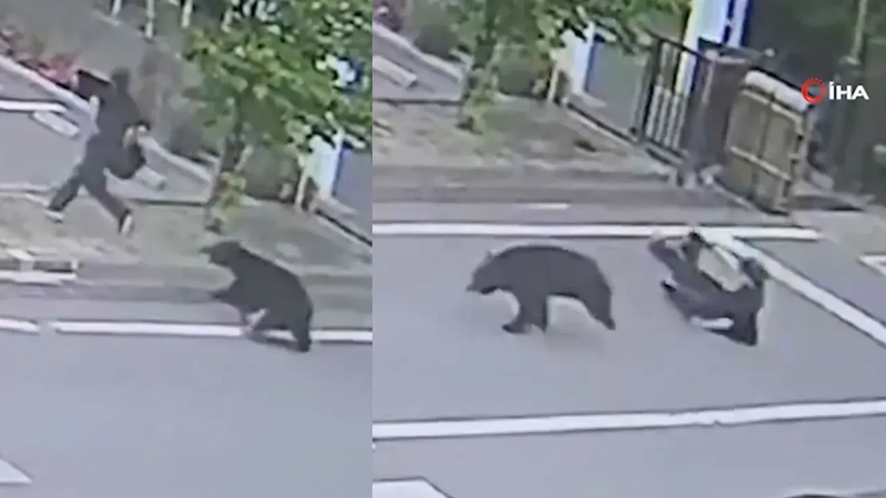 Şehre inen ayı korku saçtı: Eğitime ara verildi! Japonya'nın ayılarla başı dertte